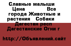 Славные малыши! › Цена ­ 10 000 - Все города Животные и растения » Собаки   . Дагестан респ.,Дагестанские Огни г.